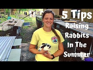 5 Easy Ways To Keep Your Rabbits Cool In The Summer Heat!