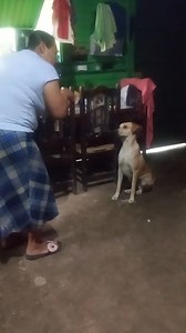 1.7M views · 20K reactions | #QueCosas Regañando a Firulay por andar de Perveso, siguiendo al Pollo  | Pueblo Nuevo Multimedia | Facebook