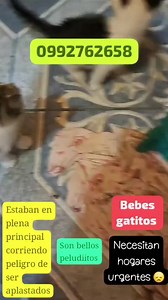 Caso Externo Gatitos rescatados en adopción responsable Por favor compartir  | Adopción Animal Guayaquil - AG | Facebook