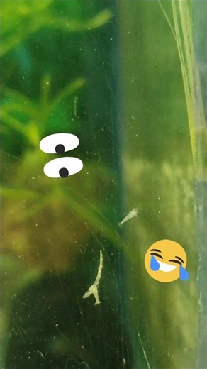 Cherry Shrimp Breeding Success 🐣 | Baby Shrimps in My Aquarium 🦐 #shorts #fishtank