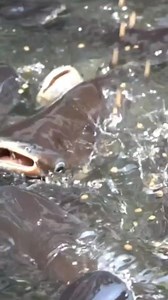 pangasius fish farming | Fish Info