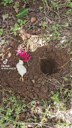 Videos de Leonel Torres (@leon_torre) con “sonido original - Leonel Torres”