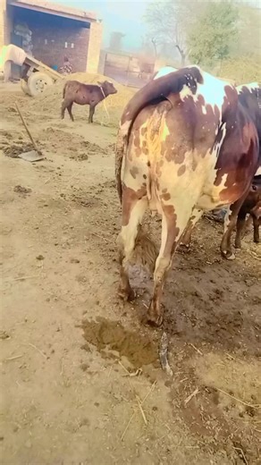 dogar (@hussanrazadogar)’s videos with original sound - Sangrur PB 13 Wale