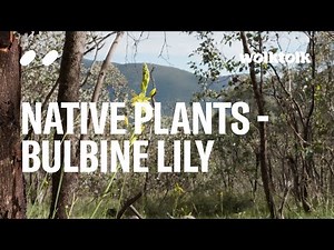 Bulbine Lily - Australian native plants