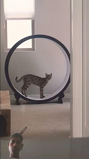 F1 savannah cat hyx charging up the homestead - #one-fast-cat exercise wheel