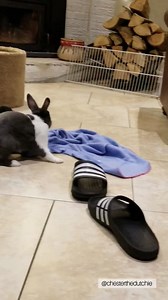 When you find out your rabbit has a weird obsession of shoving random things between his legs and it becomes the funnest game 😂 ~ Instagram: https://www.instagram.com/chesterthedutchie/ YouTube: https://youtube.com/channel/UCzQKt15QdAyqONtvNXqPGQg | Chester the Dutchie