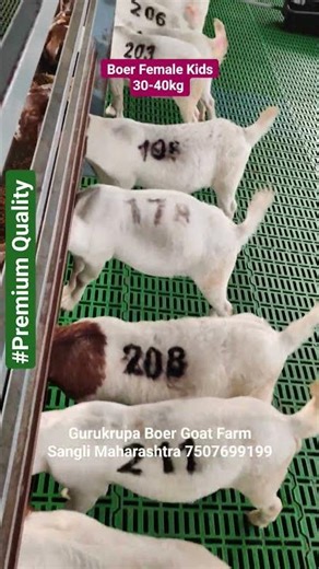 Gurukrupa Boer Goat Farm, Sangli, Maharashtra. #boergoat #farming #goat #modernfarmer #indianfarmer