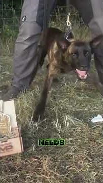 5 Reasons NOT to Own a Dutch Shepherd 😳🐕 | Think Twice Before Getting One! #shorts #animals #dogs