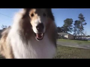 So You Think You Want A Rough Collie | SHEDDING... Or Not?