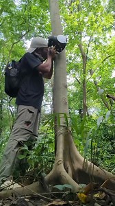 95K views · 3.1K reactions | Chasing small weevil  likely 5-10mm in size. @highlight #fypシ゚ #akdiffuser #omsystem #nature #macrophotography #macro | Dix Balino | Facebook