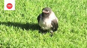 Kesäillan vetonaula kiinnitti kaikkien huomion – variksen poikanen vietti iltaa satojen ihmisten kanssa Helsingin Esplanadin puistossa: "Se ei tuntunut ymmärtävän olevansa varis"