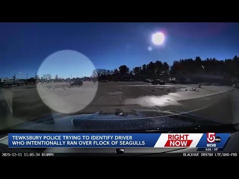 Video shows SUV intentionally running over seagulls in Tewksbury parking lot, police say
