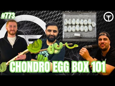 How To Dial In The PERFECT Egg Box For Green Tree Pythons | All In The Bush Tuesday (Live)
