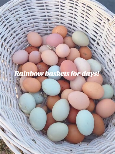 You'd think it was #SPRING with how many eggs we're suddenly getting every day! #chickens #eggs #backyardchickens #spring