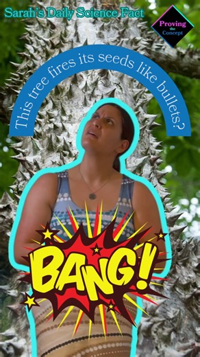 This tree fires its seeds like bullets?