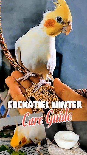 Cockatiel Bird Winter Care Routine | Thand Se Kaise Bachaye Apne Bird Ko 🕊️#mpbirdlover #birdcare