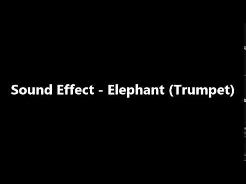 Sound Effect－Elephant (Trumpet)