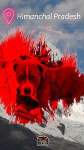 A dog will teach you, unconditional love. | The Last Bench