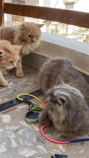 Apni Cat Ki Mating Kaise Karaye 🐈❤️ | 3 Essential Tips | Cat Care Guide