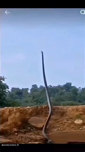 The World Wide Video on Instagram: "In Japan, the technology that generates autonomous electricity is actually being used. Special floor tiles detect the pressure and movement energy that occurs when a person walks. At this moment, the material inside the tile reacts in a finer way and is converted to electronical energy. Each step is a small energy, but when millions of people gather, a power that is strong enough to operate LED lights, electric panels, and sensors. Millions of steps a day are