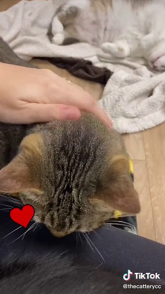 How to Say I Love You to Your Cat: Cat Language Explained