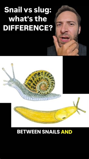 Jon B-C on Instagram: "How can you distinguish snails from slugs? Snails have shells and slugs don't, but there are many different kind of snails and slugs that aren't necessarily related to each other. So what's going on there? Are snails a type of slug, or vice versa? Subscribe to my youtube and follow me on Tiktok and Insta @jonbeecee I teach college biology and zoology and do voice impressions! I love nature and animals so let me know what video ideas you'd like to see next! #fyp #viral #for