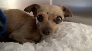 11K views · 484 reactions | RESCUED - moved to SAFE Album on 01/18...