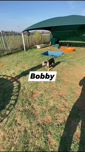 9.4K views · 513 reactions | Our beautiful Bobby Bobster strutting his stuff! Up for adoption www.adorabullterrier.com | Bull Terrier, Adora-Bull Rescue and Rehabilitation | Facebook