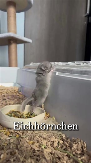 Baby Chinchilla: Adorable Pet Care Tips