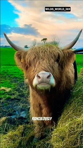 Highland Cattle: The Shaggy Cow of Scotland 🐂❄️#facts #animals #wildlife