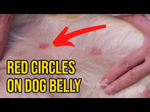 What Causes Red Circles On Dog's Belly/ Dog skin Infection