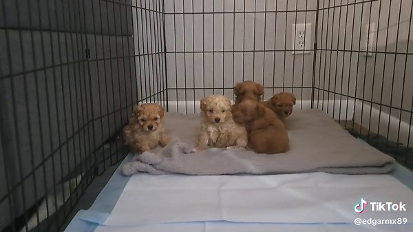 Maltipoo Puppies Ready for Adoption