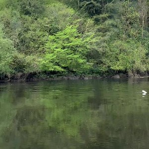 A cloudy start with some showers but slowly brightening up and a lovely day here at Saint Mullin’s in Carlow with plenty of Shad fish about. | Carlow Weather