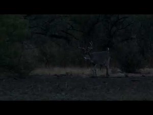 Big Whitetail Buck Making Scrapes