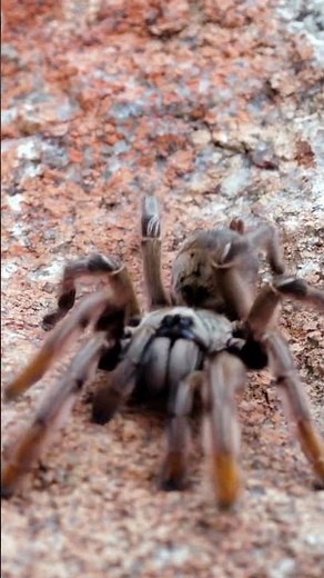 Tarantula spider walks 4K close up | Tarantula spider walking Sound effect | Tarantula walks