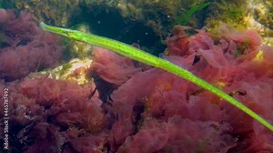 Black Sea, Broad-nosed pipefish (Syngnathus typhle) swims among sea red and green algae