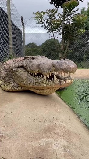 dingo_dinkelman on TikTok