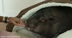 Are You a Pig Person? You Might Be Surprised | GreaterGood