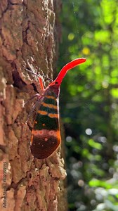 Lantern fly insect showcasing vibrant patterns perched on tree bark in natural sunlight. Environmental biodiversity and entomology.