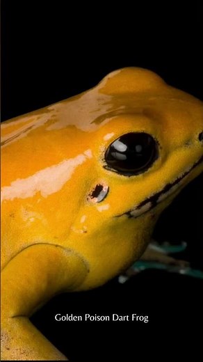 Golden Poison Dart Frog