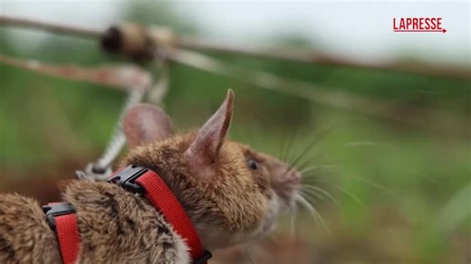 VIDEO Cambogia, i ratti giganti 'fiutano' le mine antiuomo: le immagini dei roditori all'opera - LaPresse