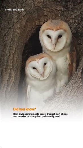 Sweet Moments of Barn Owls #natureshorts #wildlife #birds