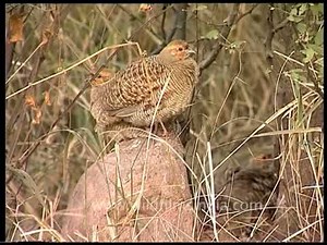 Grey Partridge or teetar at Sariska