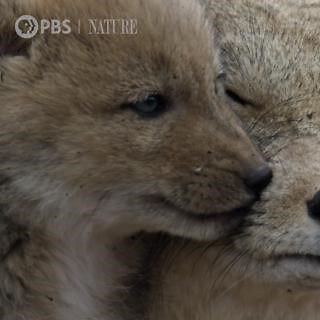277K views · 10K reactions | Tibetan. Fox. Pups.  "Dogs in the Wild" premieres Wednesday, February 8 at 8/7c on PBS. [VID: Compilation footage of Tibetan fox pups and family playing in the snow] | Nature | PBS | Facebook