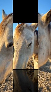 38 reactions | Do I enjoy just hanging out with this guy, scratchin’ and looking at his beautiful head? Yes…yes I do 朗 | Kelly Holdaway | Facebook