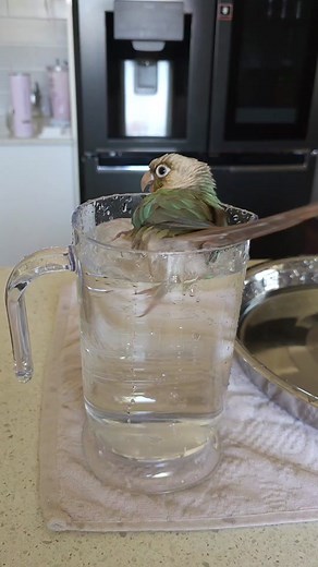 Cupcake Takes a Refreshing Dip in the Bird Bath