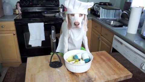 Chef beagle dog cooks steak dinner for funny dog friends