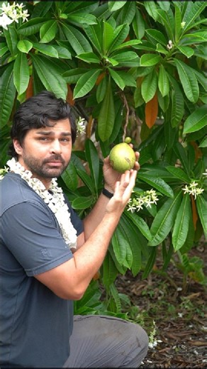 Meet Cerbera odollam 'Pong Pong'. Nicknamed the Suicide Tree due to its extremely poisonous fruit. Proof that beauty and danger can share the same branch. #Hawaii #TheWhiteLotus #lei | Plant Group Hawai'i, Inc.