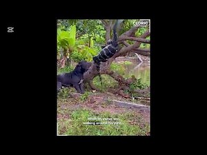 Pitbull Dog Attack – Most Dangerous Moments Caught on Camera