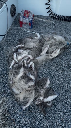 Andrew Bateman on Instagram: "What’s the worst thing you’ve ever done with a cast net? Let’s hear it #castnet #bait #nomullet #catfish #cleaningtable #badidea"